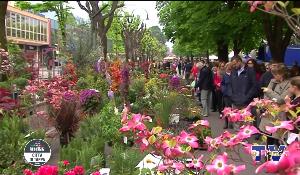 La città e il fiore